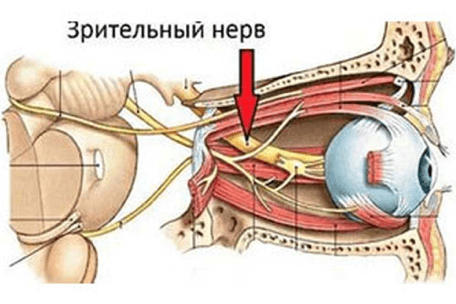 как работает Зрительный нерв