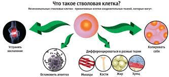 що таке стовбурові клітини