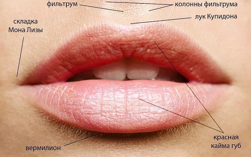 Губы Лук Купидона фото