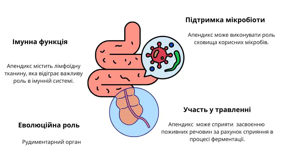 Функции аппендикса Схема рисунок 4х функций аппендикса